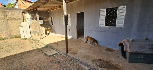Cães abandonados