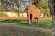 Elefante vive há mais de 40 anos no Zoológico Municipal de Sorocaba Elefante vive há mais de 40 anos no Zoológico Municipal de Sorocaba