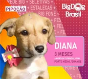 O projeto de adoção informa algumas características dos cachorros, nome, idade e o tamanho O projeto de adoção informa algumas características dos cachorros, nome, idade e o tamanho