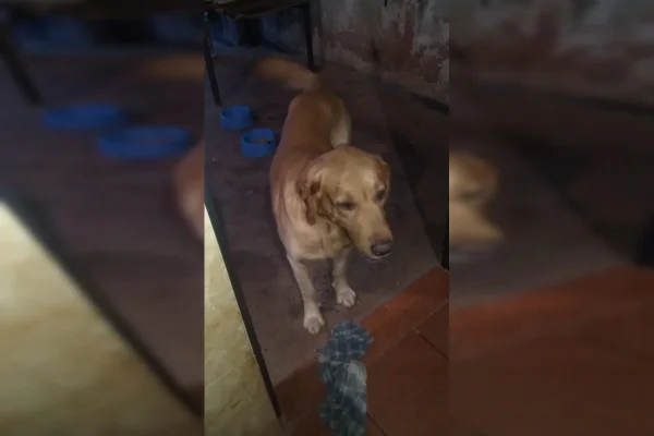 cachorro