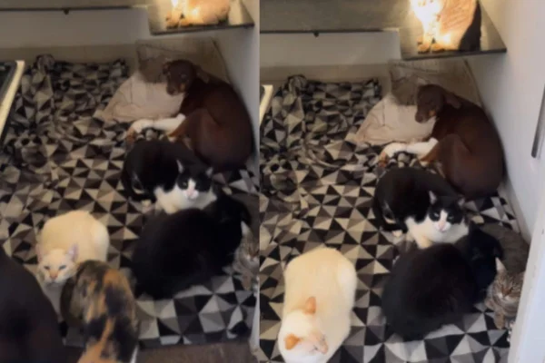 Montagem de duas imagens coloridas de gatos deitados junto à cadela marrom