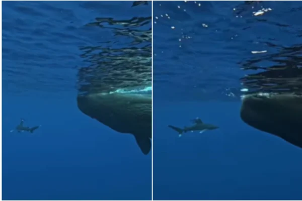 Imagem colorida, Vídeo: mergulhador é cercado por tubarão e protegido por duas baleias - Metrópoles
