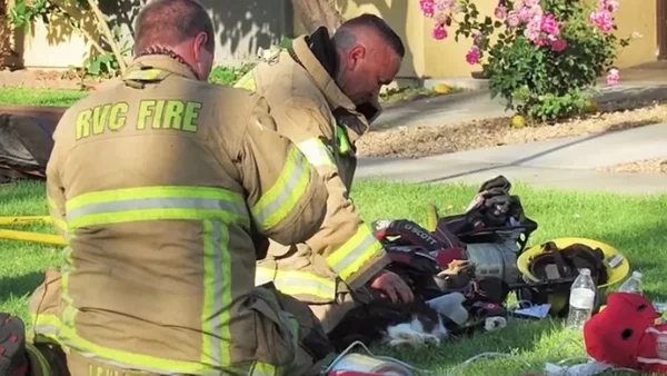 Foto colorida de bombeiros reanimando gatos