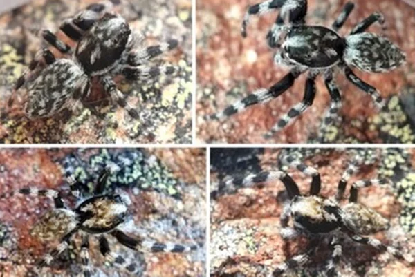Espécie de aranha com alto poder de camuflagem em superfícies rochosas - Metrópoles