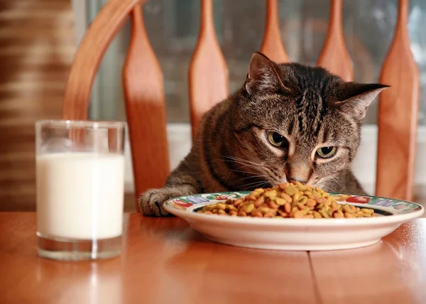 Quantas vezes por dia meu gato precisa comer? Veterinária explica
