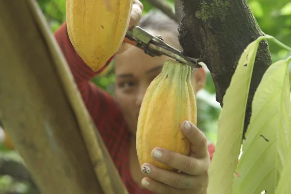 Foto colorida de produtora colhendo cacau no Pará - Metrópoles