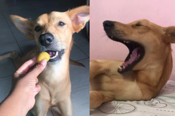 Foto colorida de um cachorro - Metrópoles
