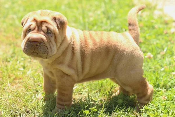 Veja as 15 raças de cachorros mais quietas e silenciosas
