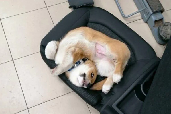 Para chorar de rir: 9 fotos hilárias de cachorros para alegrar seu dia