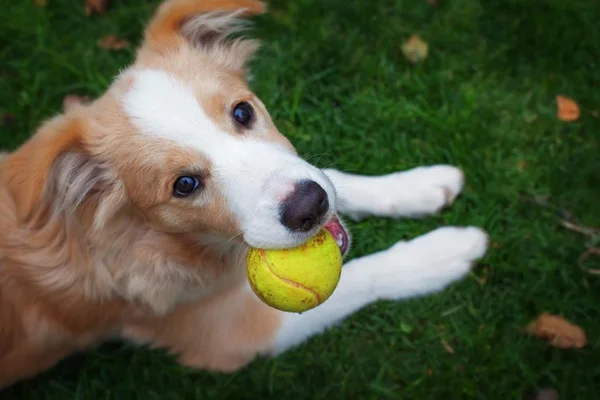 Puro amor: conheça oito raças de cães mais sensíveis