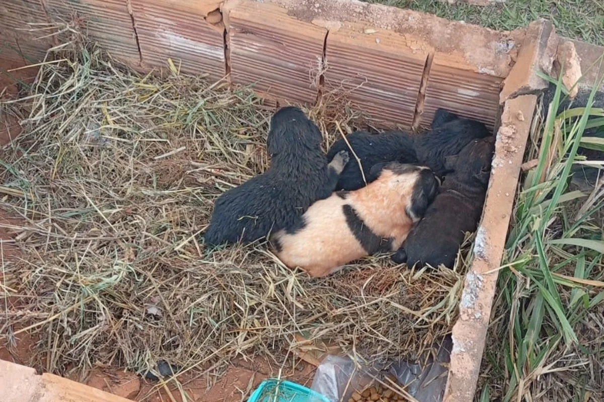 Cinco filhotes de cachorro são encontrados dentro de túmulo em cemitério - imagem 1 Cinco filhotes de cachorro são encontrados dentro de túmulo em cemitério - imagem 1