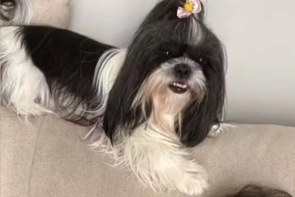 Imagem colorida mostra cão da raça shih tzu - Metrópoles