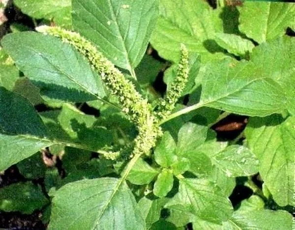<b>Tiriricão (<i>Cyperus esculentus</i>)</b>
Os tubérculos da planta conhecida como tiriricão têm ação energética e afrodisíaca, quando consumidos em forma de chá ou pasta. Já a raiz é um fitormônio que auxilia no enraizamento de plantas de difícil propagação. Ou seja, se aparecer no jardim, fique tranquilo. Ela provavelmente fará bem às demais habitantes do local <b>Tiriricão (<i>Cyperus esculentus</i>)</b>
Os tubérculos da planta conhecida como tiriricão têm ação energética e afrodisíaca, quando consumidos em forma de chá ou pasta. Já a raiz é um fitormônio que auxilia no enraizamento de plantas de difícil propagação. Ou seja, se aparecer no jardim, fique tranquilo. Ela provavelmente fará bem às demais habitantes do local