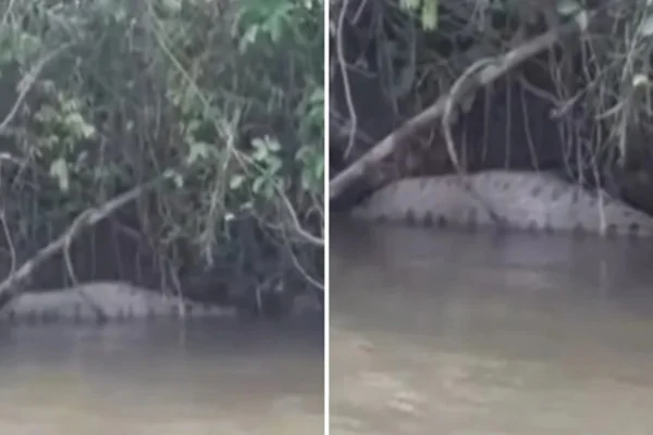 Sucuri de 7 metros é flagrada em vídeo digerindo presa às margens de rio