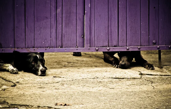 Dois cachorros preto e branco descansando embaixo de um portão roxo - Metrópoles