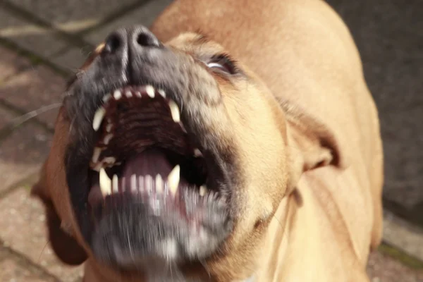 pitbull