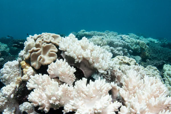 Foto colorida de corais esbranquiçados - Branqueamento de corais: como aquecimento dos oceanos destrói recifes - Metrópoles