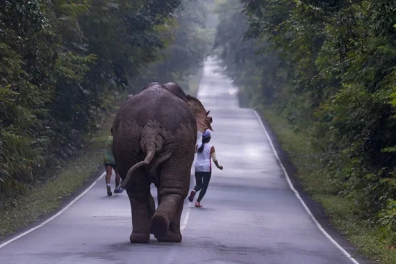 Elefante se incomoda com selfie e persegue casal na Tailândia - imagem 5 Elefante se incomoda com selfie e persegue casal na Tailândia - imagem 5
