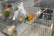 Mais de 60 animais são resgatados em situação de maus tratos na Zona Sul Mais de 60 animais são resgatados em situação de maus tratos na Zona Sul