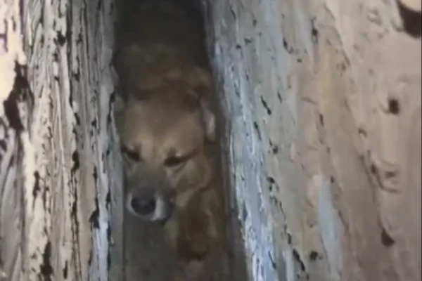Imagem colorida,Cachorro é resgatado após ficar preso entre as paredes no Maranhão- Metrópoles