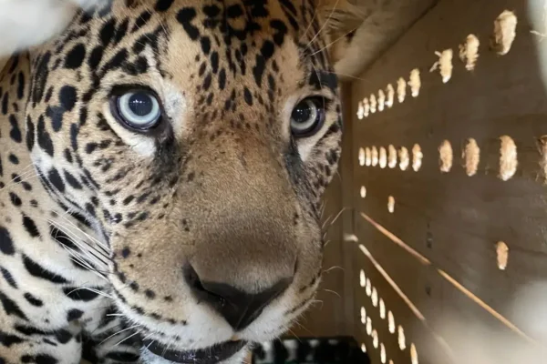 funcionária zoobotânico atacada onça