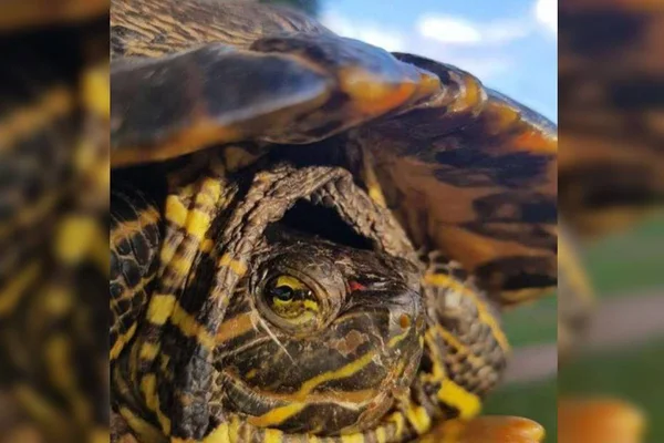 Tartaruga apreendida na casa de Pedro Krambeck