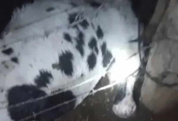 Imagem do corpo de uma vaca atingida por um raio - Metrópoles