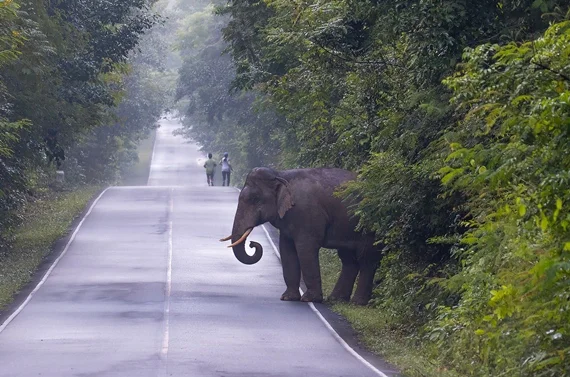 Elefante se incomoda com selfie e persegue casal na Tailândia - imagem 3 Elefante se incomoda com selfie e persegue casal na Tailândia - imagem 3