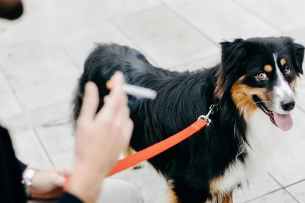 Alerta: pets com donos fumantes têm mais chance de desenvolver câncer