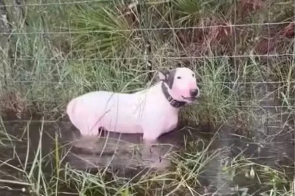 Foto colorida de cachorro abandonado durante furacão Milton - Metrópoles