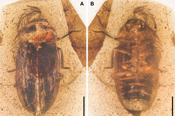 Foto colorida de âmbar com inseto parente do vaga-lume fossilizado. -Metrópoles