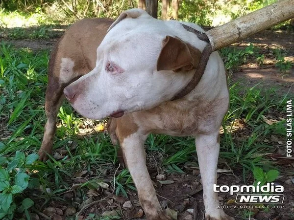Pit-bull escapa, quase mata cachorro e aterroriza moradores no MS