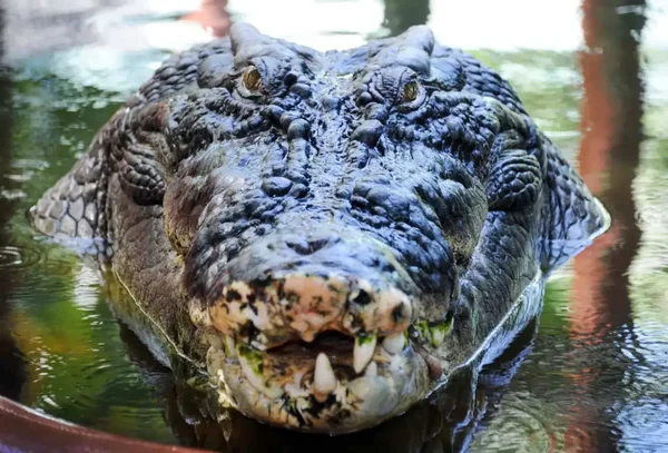 Dominator: crocodilo com mais de 6 metros é o maior do mundo