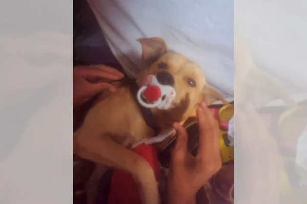 cachorro fujão