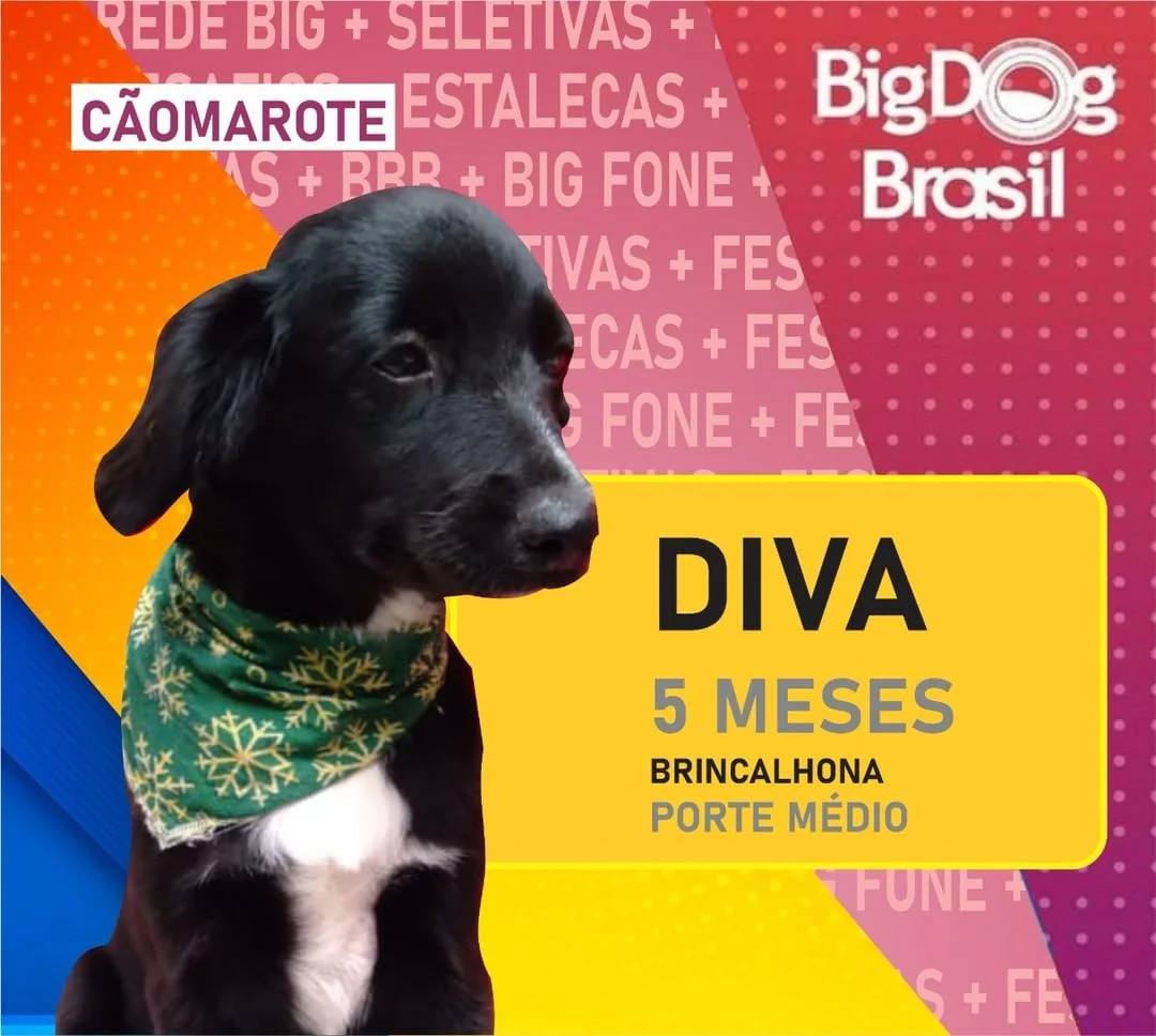 No Big Dog Brasil (BDB), os participantes são divididos em cãomarote e pipocão No Big Dog Brasil (BDB), os participantes são divididos em cãomarote e pipocão
