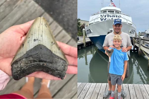 Menino encontra dente de tubarão gigante extinto há milhões de anos