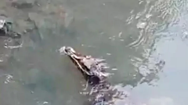 print de um vídeo em que um jacaré nada em um canal