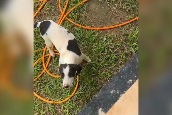 Homem arrasta, esfaqueia e joga cadela ainda viva no lixo no ES