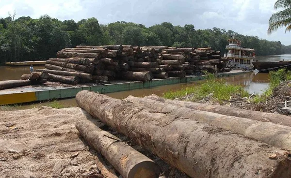 Desmatamento na Amazônia cresce 96% em setembro, registra Inpe
