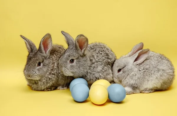 Coelhos