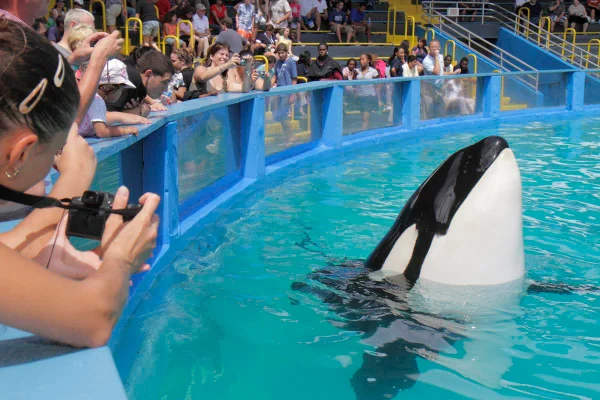 Orca Lolita