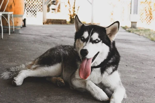 Cachorro da raça husky siberiano é o bicho pets