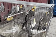 Mais de 60 animais são resgatados em situação de maus tratos na Zona Sul Mais de 60 animais são resgatados em situação de maus tratos na Zona Sul