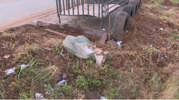 Cadela cega jogada em lixo está em estado grave no DF