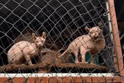 Ao todo, 103 gatos e 5 cães foram resgatados do local. A dona da residência é medica veterinária e foi presa em flagrante por maus-tratos Ao todo, 103 gatos e 5 cães foram resgatados do local. A dona da residência é medica veterinária e foi presa em flagrante por maus-tratos