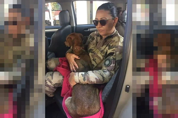 Cachorro é espancado por caseiro em chácara do Lago Norte. Veja vídeo