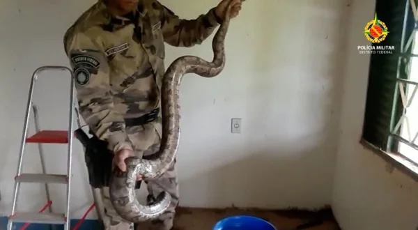 PM segurando uma jiboia