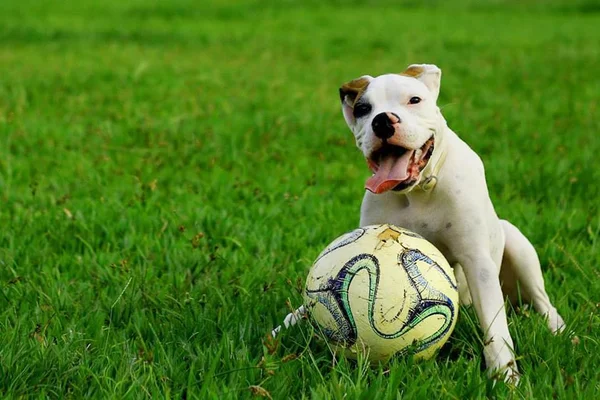 Ter um cão diminui risco de doenças cardiovasculares, diz estudo