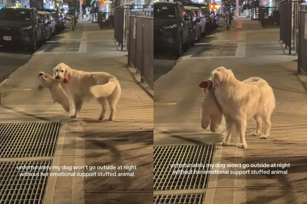cachorra golden retriever viraliza por ter mania noturna engraçada