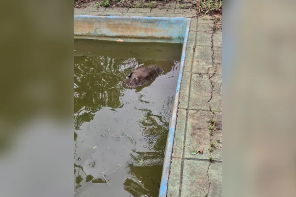 Capivara tenta escapar de cães e acaba dentro de piscina em MG